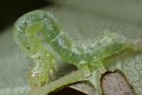 Chrysodeixis chalcites