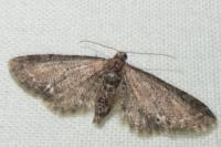 Eupithecia vulgata