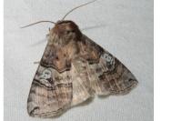 Tethea ocularis