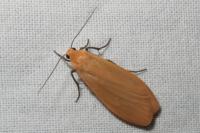 Wittia sororcula
