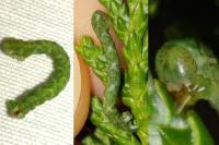 Eupithecia phoeniceata