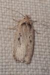 Agonopterix yeatiana