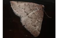 Aleucis distinctata