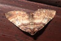 Earophila badiata
