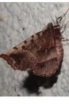 Selenia dentaria