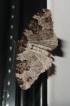 Xanthorhoe fluctuata