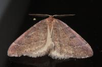 Theria primaria