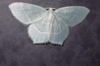 Jodis lactearia