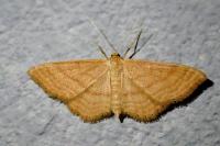Idaea ochrata