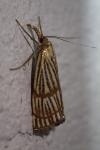 Chrysocrambus linetella