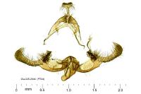 Endothenia marginana