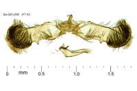 Grapholita funebrana