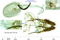 Bactra lancealana