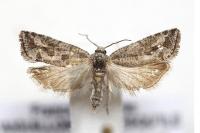 Lobesia helichrysana