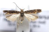 Scrobipalpa ocellatella