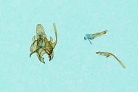 Scrobipalpa ocellatella