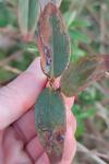 Fomoria septembrella