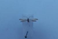 Coleophora taeniipennella