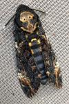 Acherontia atropos