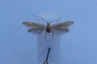 Coleophora ochripennella