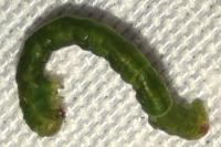 Eupithecia phoeniceata