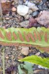 Psychoides verhuella