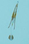 Phycitodes inquinatella