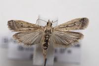 Phycitodes inquinatella