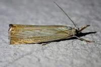 Chrysoteuchia culmella