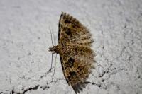 Alucita hexadactyla