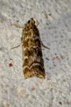 Dioryctria abietella/sylvestrella