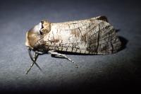 Cossus cossus