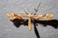 Cnaemidophorus rhododactylus