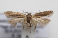 Bryotropha terrella