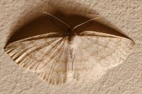 Cabera exanthemata