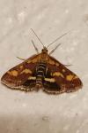 Pyrausta purpuralis