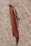 Oncocera semirubella