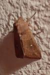 Mythimna albipuncta