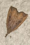 Hypena rostralis