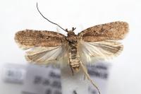 Agonopterix heracliana