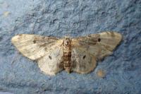 Idaea filicata
