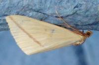 Rhodometra sacraria