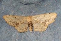Idaea dimidiata
