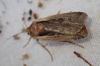 Ochropleura plecta