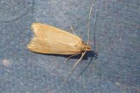 Helcystogramma rufescens