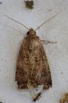 Agrotis bigramma
