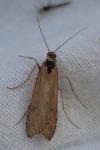 Nomophila noctuella