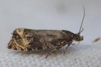 Celypha lacunana