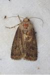 Agrotis bigramma