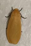 Wittia sororcula